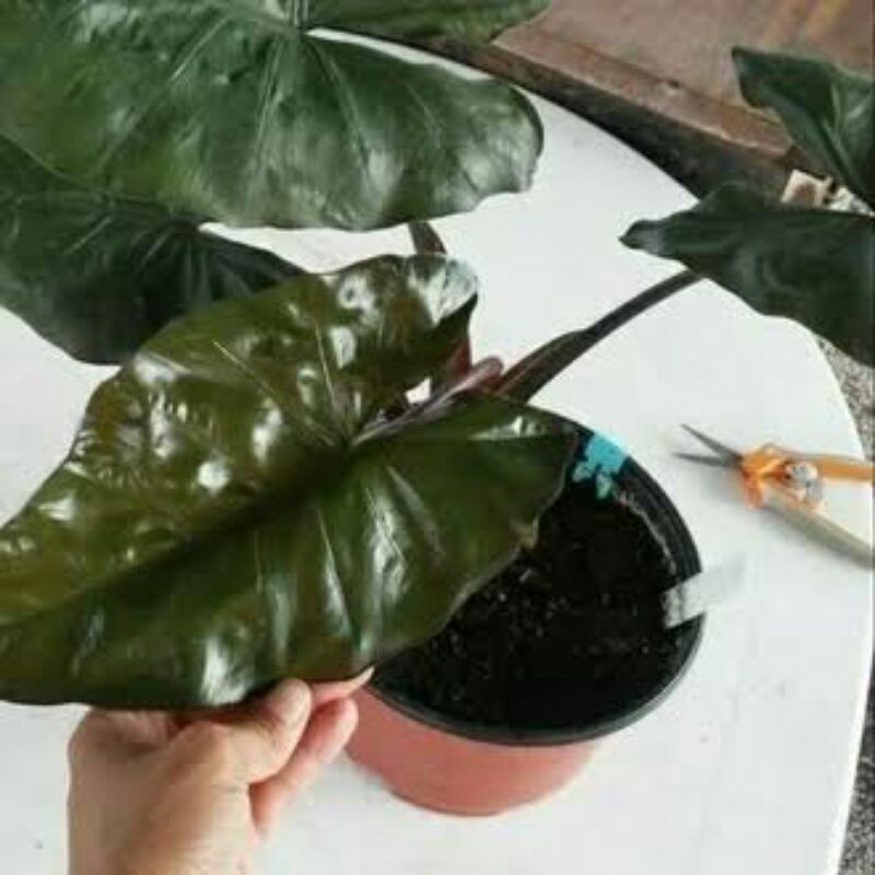 Tanaman Keladi Hitam / Talas Hitam