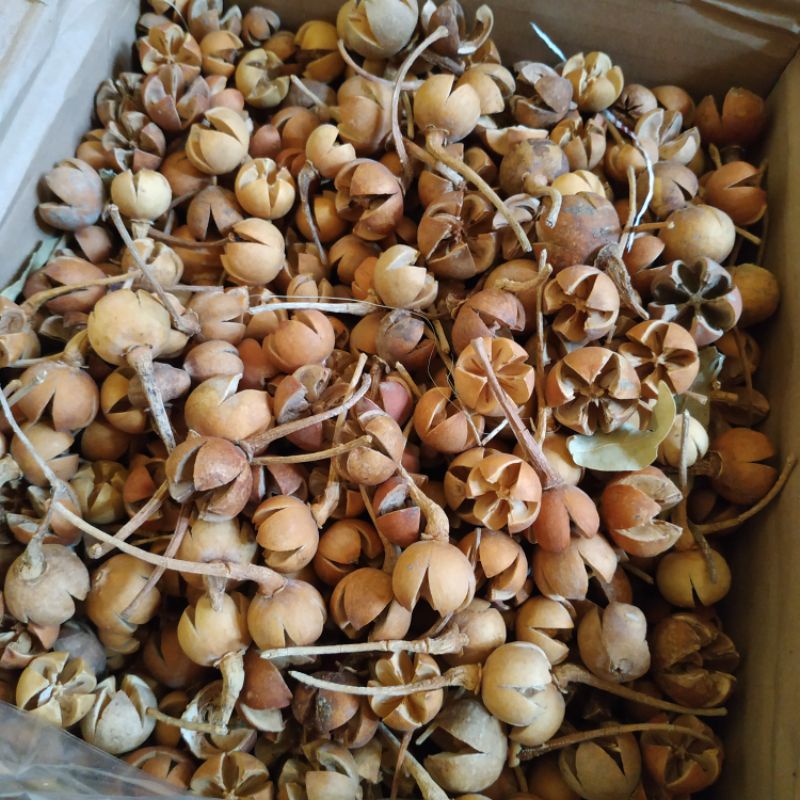 

Grosir biji puspo isi 25 pcs
