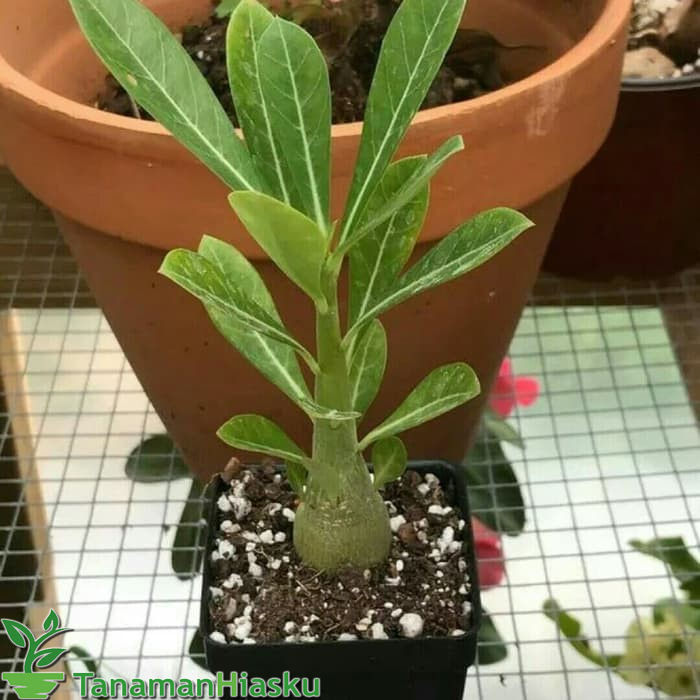 

Bibit Bunga Kamboja Adenium Pink Style Murah