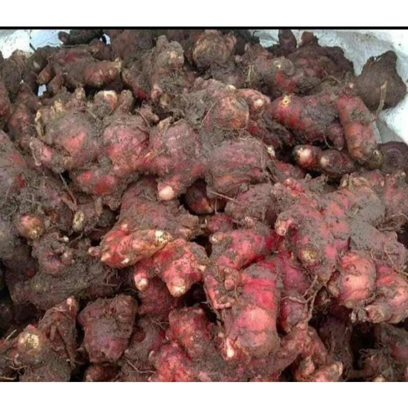 

jahe merah