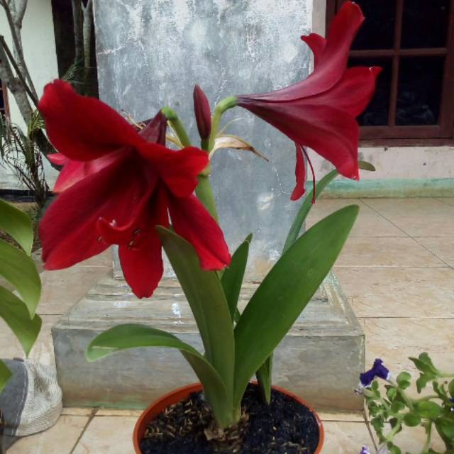  Tanaman  Hias  Bunga  Amarilys Shopee  Indonesia