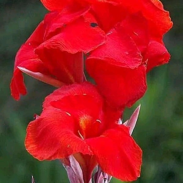 tanaman hias cana pletoria cana-bunga merah