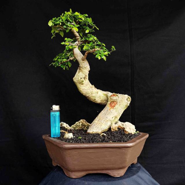 Bonsai Pohon Serut Bunjin Prospek