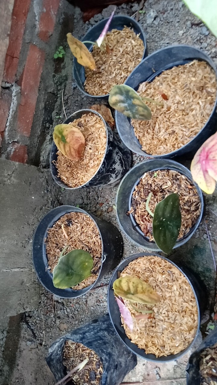 Tambahan Packing Paralon