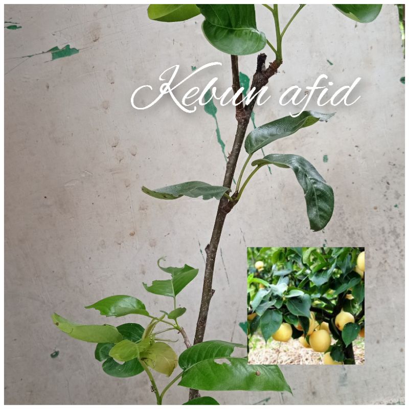 bibit buah PIR