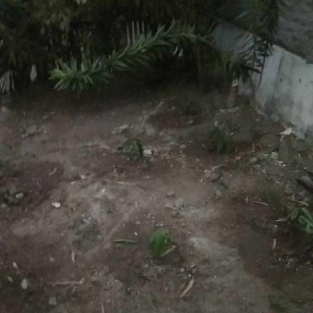 Tanaman Kelengkeng Diamon Unggul/kelengkeng Diamon Super