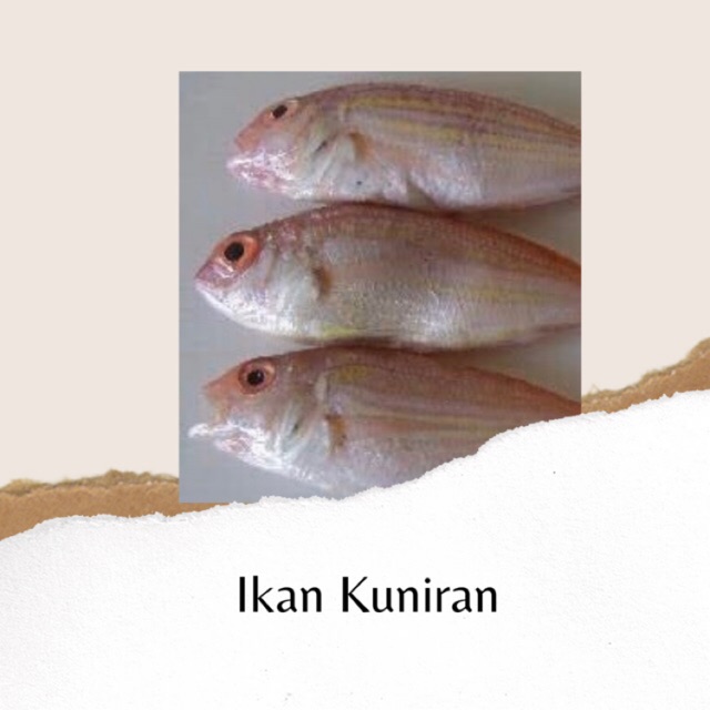 

IKAN KUNIRAN SEGAR BANDUNG - 1KG