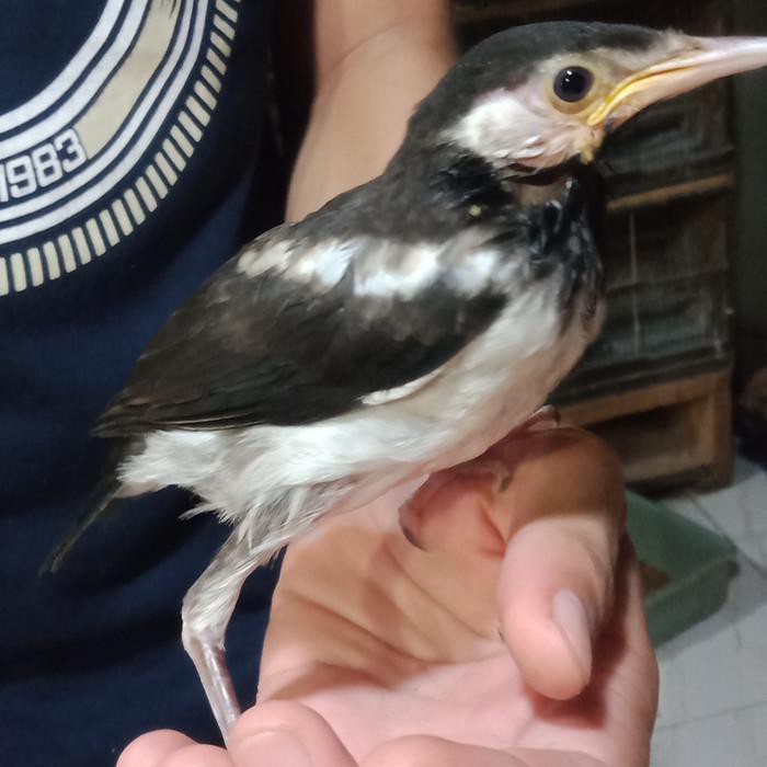 7300 Koleksi Gambar Burung Jalak Suren Gratis