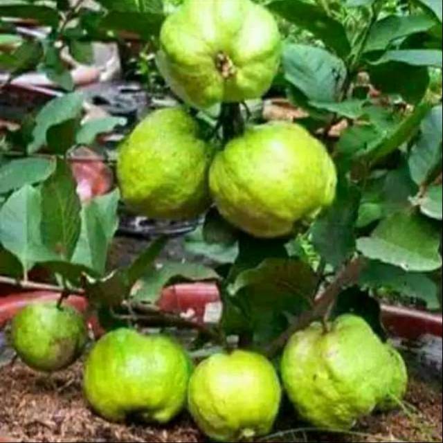 Bibit jambu Kristal cepet berbuwah kuwalitas super