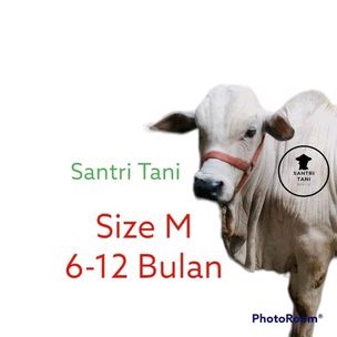 BRANGUS SAPI REMAJA | HARNESS | HEAD HALTER | TALI SAPI