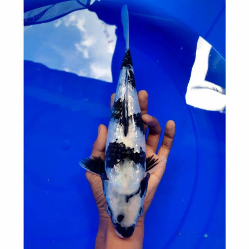 ikan koi shiro ginrin ukuran 15-17cm