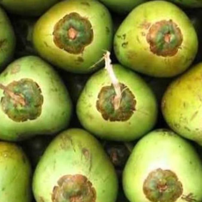 Promo Air Kelapa Muda Ijo Fresh Asli Minuman Coconut Grab Gojek Only Air Kelapa Ijo Shopee Indonesia