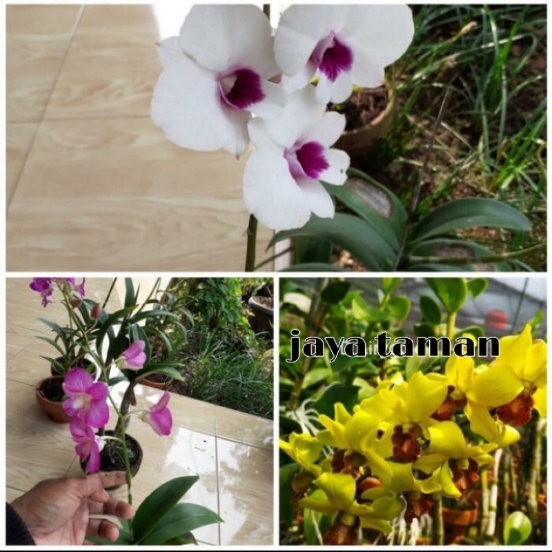 Tanaman anggrek - paket Anggrek - 1 paket isi 3 Anggrek