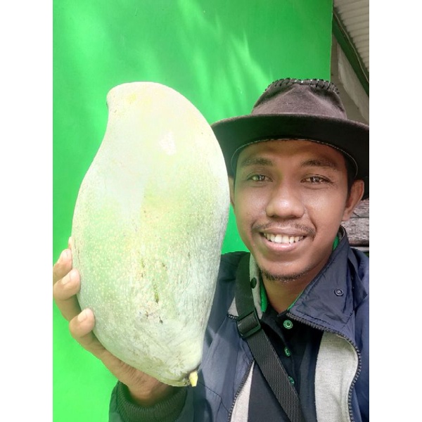 Bibit Mangga MAHATIR Asli Bergaransi