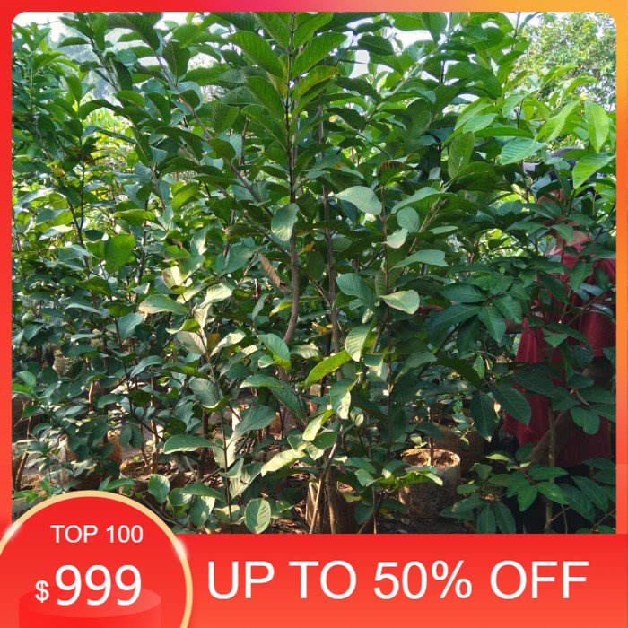 Pohon buah, pohon jambu kristal tinggi 2 meter.