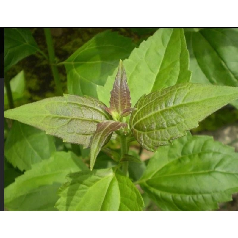 

Daun balakacida segar kemasan 500gr