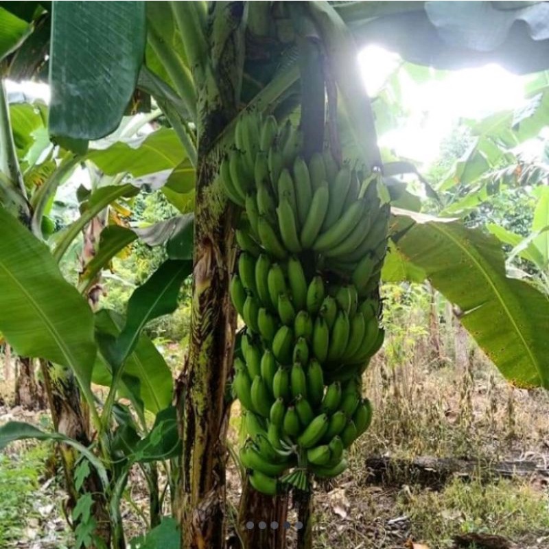 BIBIT PISANG MOROSEBO / PISANG PENDEK