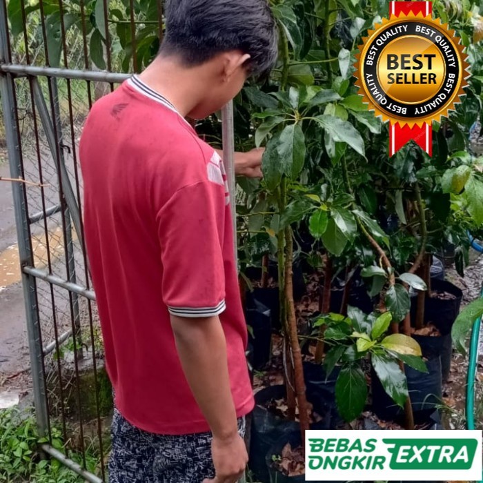 BIBIT ALPUKAT ALIGATOR 1.5-2.Meter+bonus bibit durian kaki 3 cepat berbuah