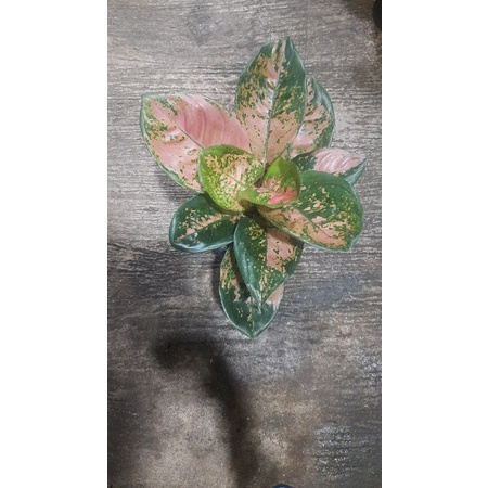 aglonema ebony rimbun