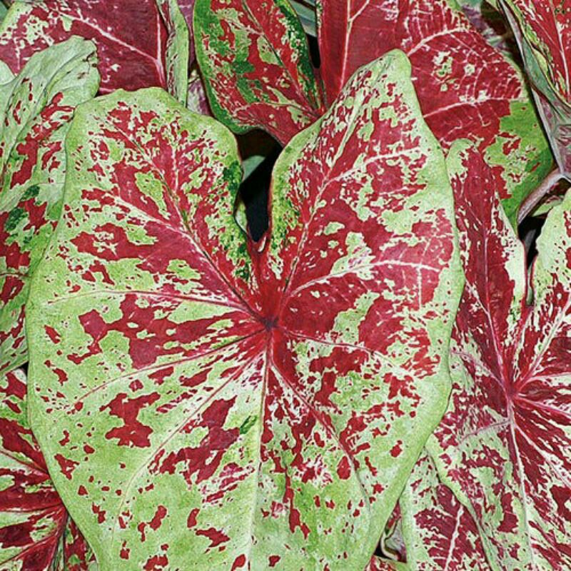 Umbi Keladi Caladium Florida Heart to Heart™ Raspberry Moon