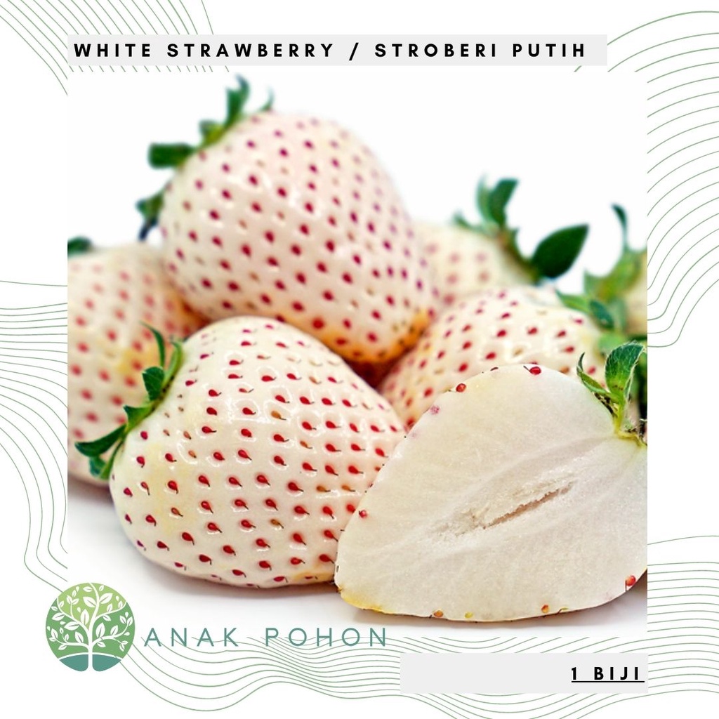 Benih Bibit Biji - Korean White Strawberry Stroberi Putih Korea Pineberry Seeds - IMPORT