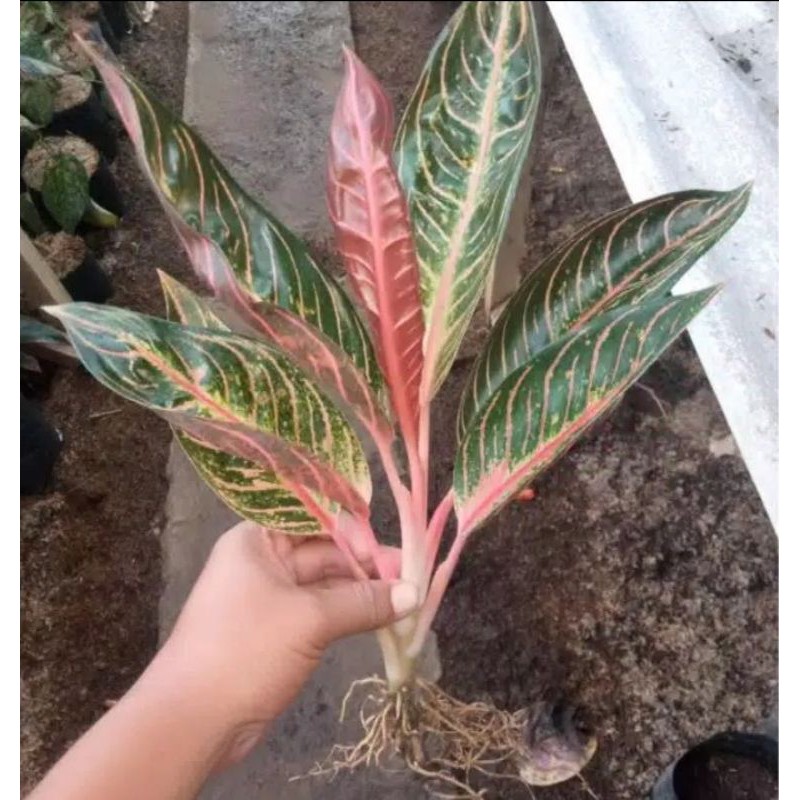 tanaman hias aglonema Red Sumatra - aglonema red sumatra