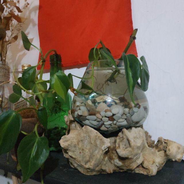 Glass On Wood Vase S - Kaca D12cm / Pot Kaktus / Pot Kecil / Aquarium / Kaca Tiup