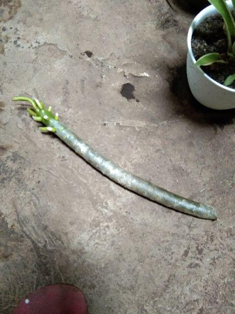 Bibit Kamboja Bunga Kuning Stek Batang / Pohon Kamboja Kuning Stek Batang