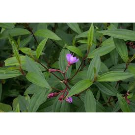 

Daun senggani-cekodok-harendong segar 500 grm