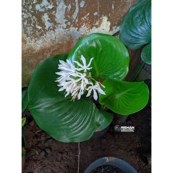 HOSTA PLANTAGINEA TAPAK KUDA