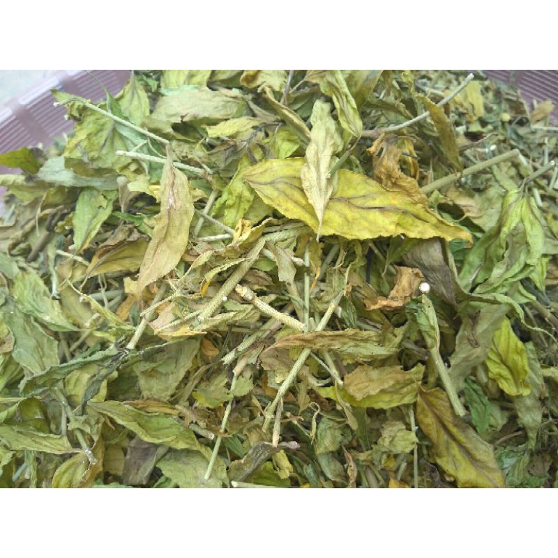 

daun belalai gajah kering 50gr