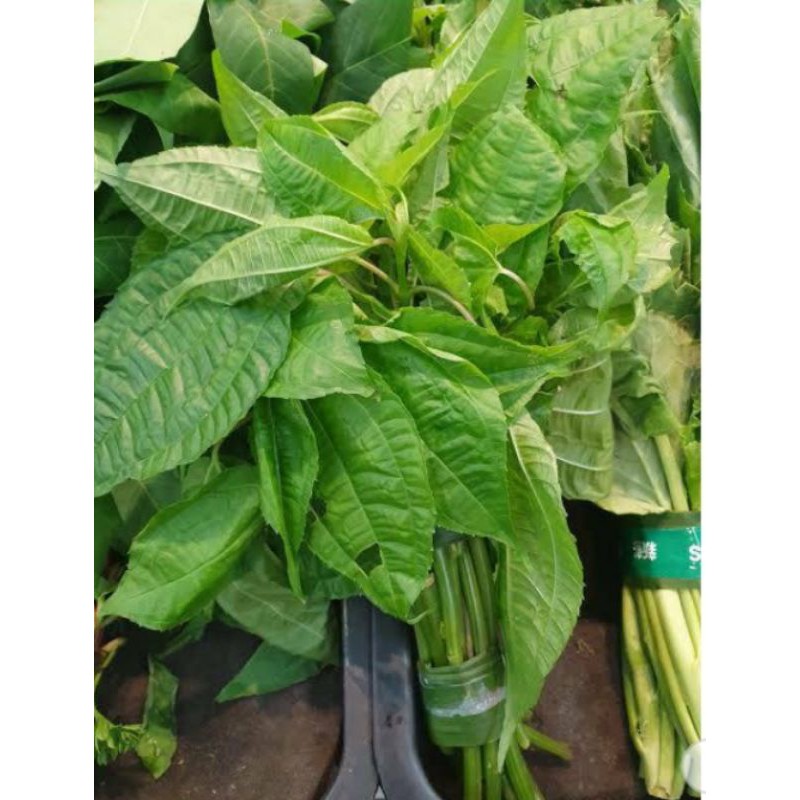 

pucuk daun poh-pohan segar 500gr
