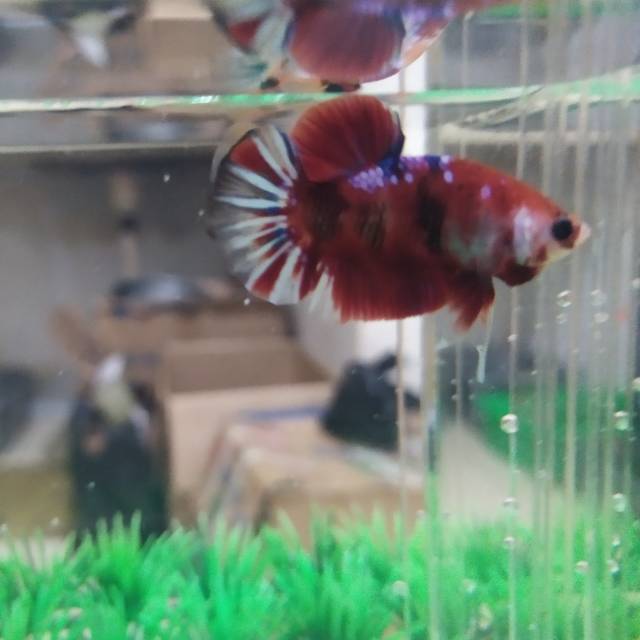 Ikan cupang koi galaxy