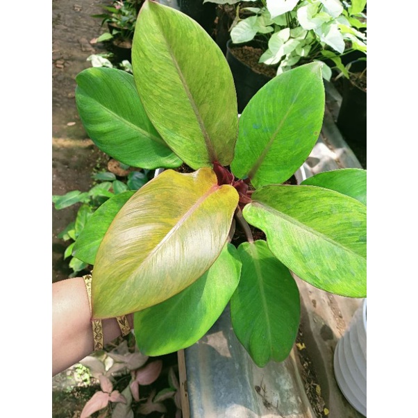 philodendron tricolor