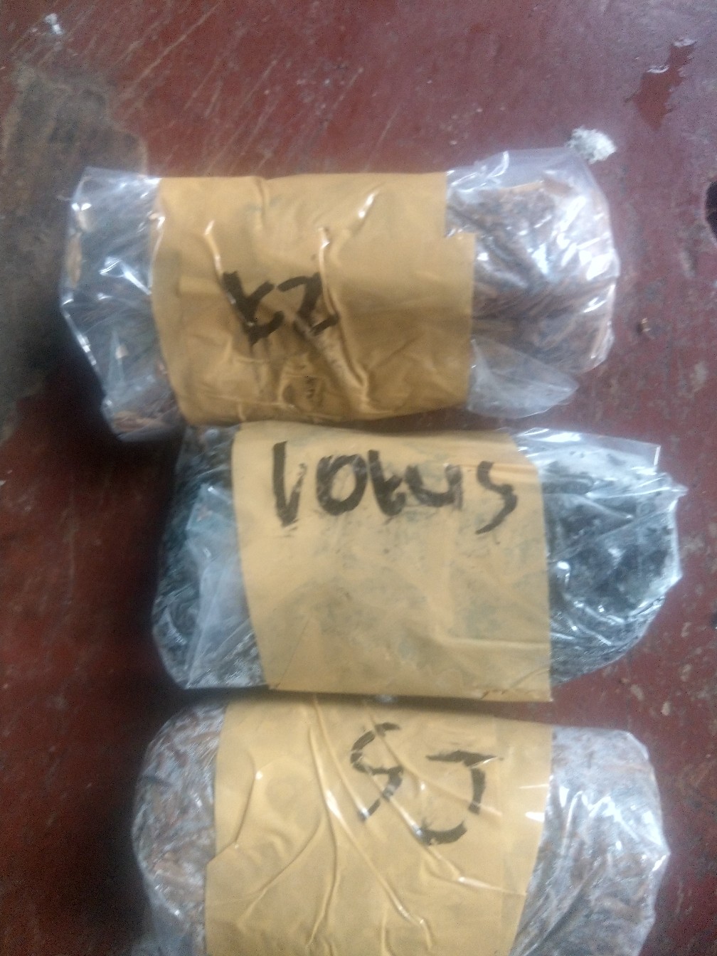 Paket Murah Tunas Bonggol Aglonema Suksom Jaipong - Lotus - Khanza
