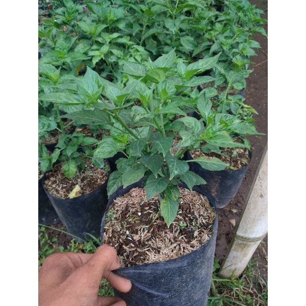 Cabai rawit - bibit cabai rawit - tanaman cabe - cabai murah