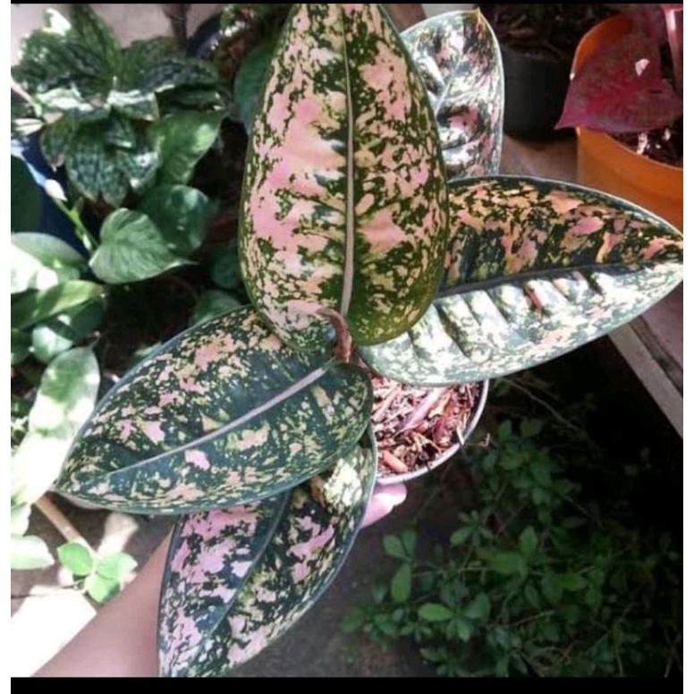 AGLONEMA RUBY COMPAKTA BABY