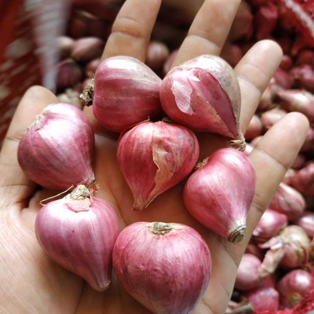 

Bawang Merah Brebes size super cross
