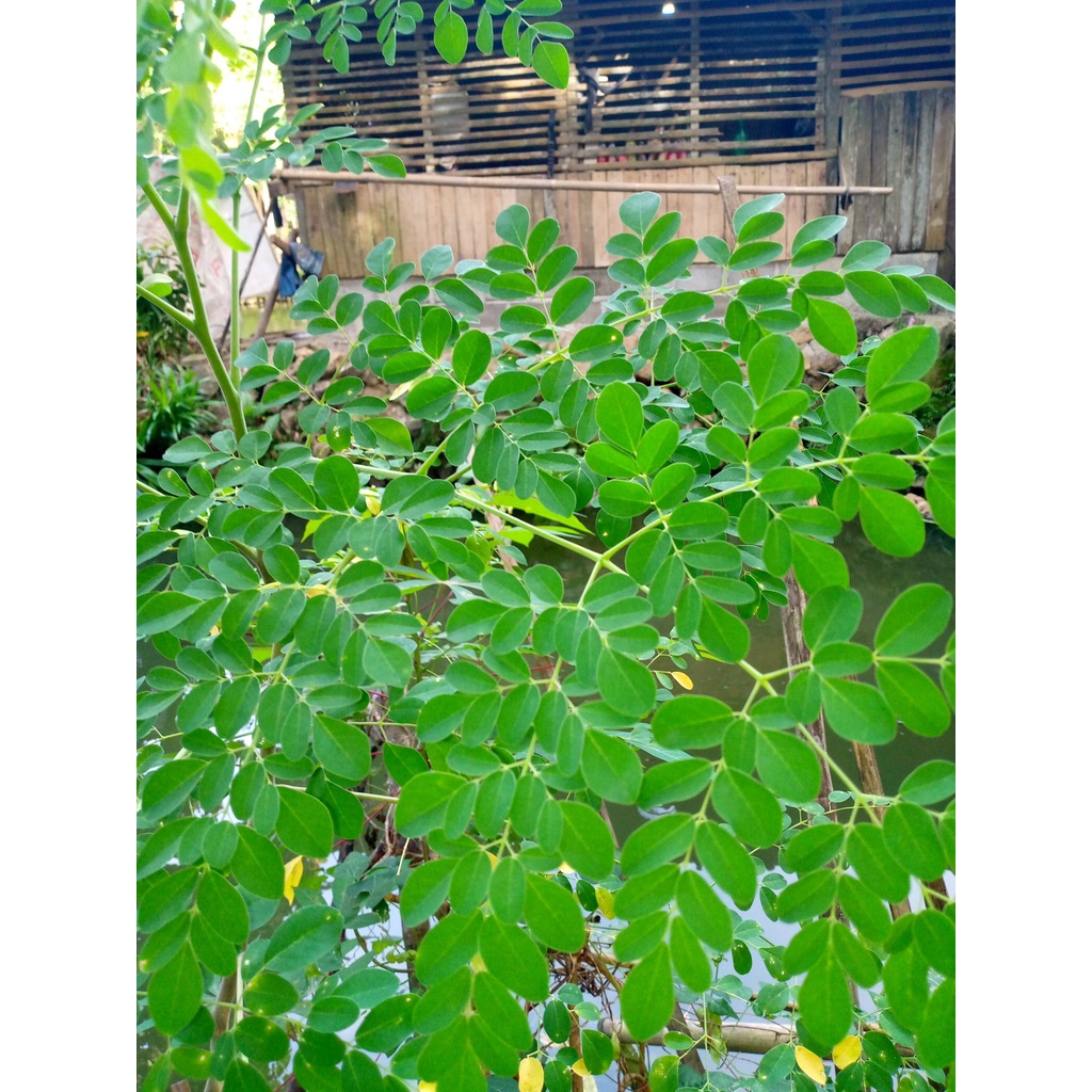 

daun kelor segar 100gr Herbal alami Murah Obat herbal alami murah asli dari kampung