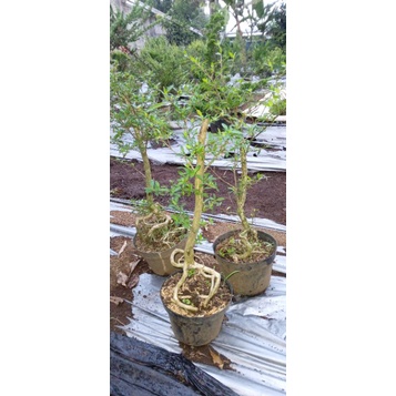 serbin atau seribu bintang lokal  bahan bonsai batang sudah besar