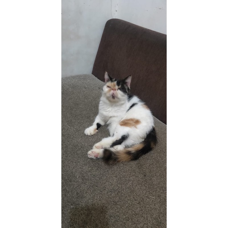 peaknose exo betina calico