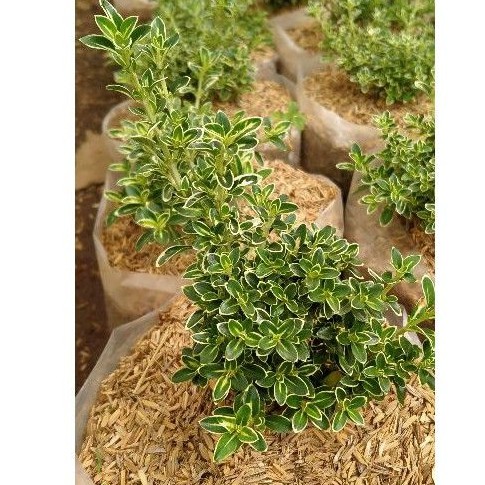 Tanaman bahan bonsai Mirten / hingkip mirten