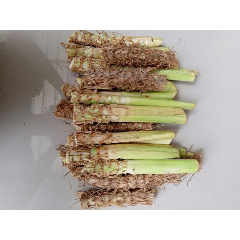 rumput odot - odot pakan ternak