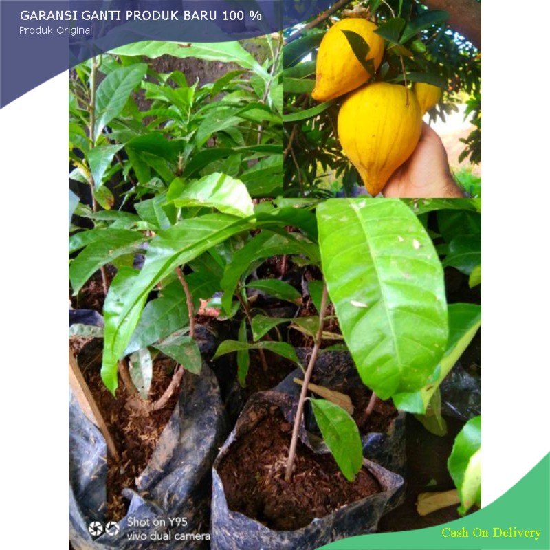 BIBIT SAWO MENTEGA KUALITAS UNGGUL SUPER MURAH BIBIT SAWO MENTEGA BIBIT BISBUL MENTEGA bibit sawo al