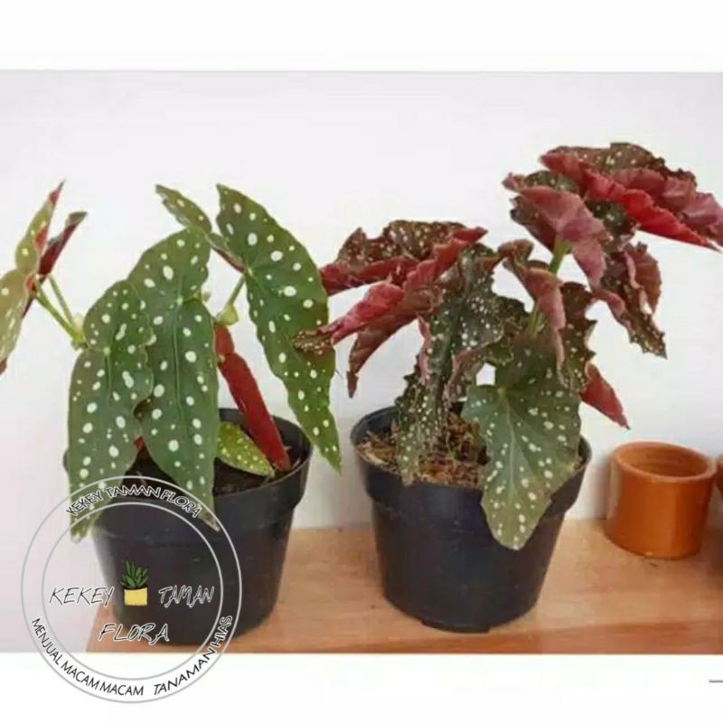 Paket Hemat 2 Tanaman Hias Begonia Pulkadot & Begonia Mocca-Tanaman Hias Begonia-Begonia Mocca