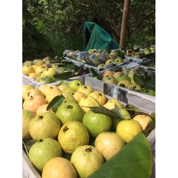

JAMBUBIJIMERAH/GUAVAFRUIT.