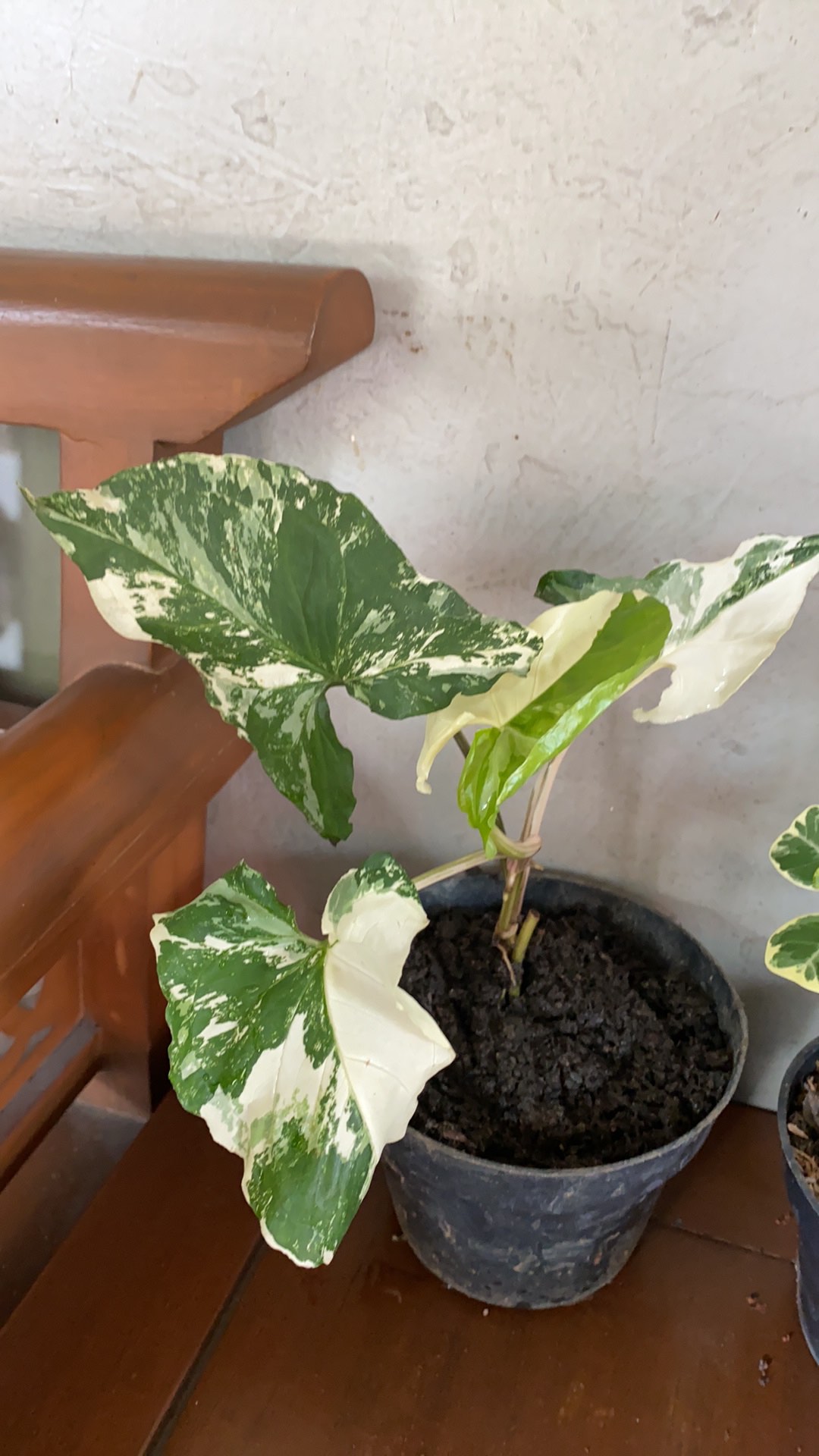 Singonium Varigata