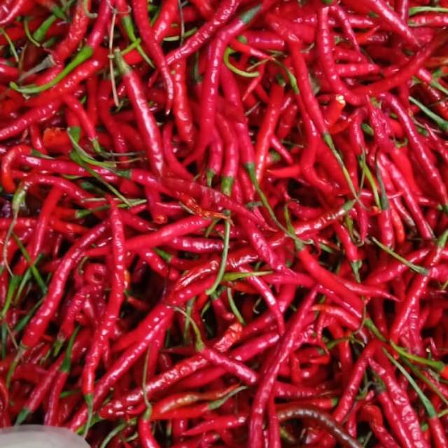 

Cabe merah keriting 100gr
