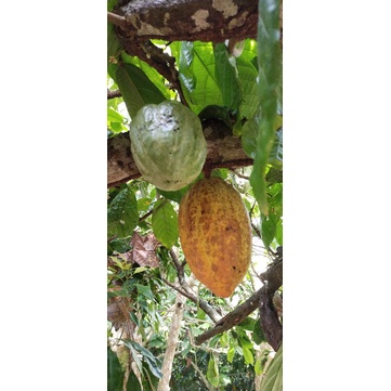 

coklat(kakao)