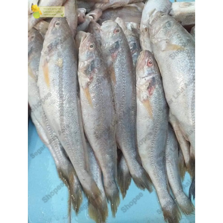 

Ikan Samge Segar Ikan Samge Ikan Fresh Hasil Laut Segar